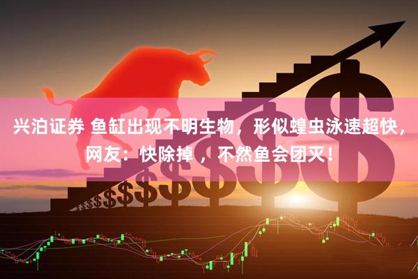 兴泊证券 鱼缸出现不明生物，形似蝗虫泳速超快，网友：快除掉 ，不然鱼会团灭！