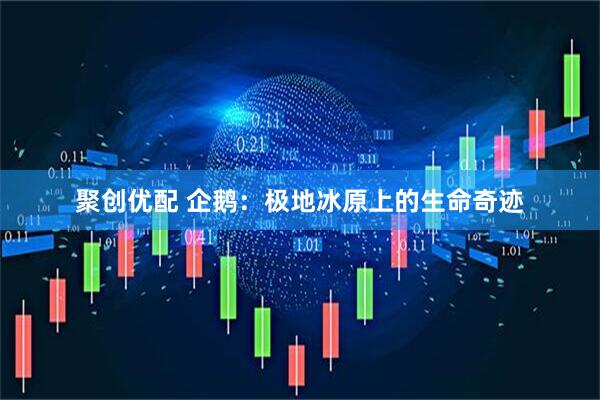聚创优配 企鹅：极地冰原上的生命奇迹